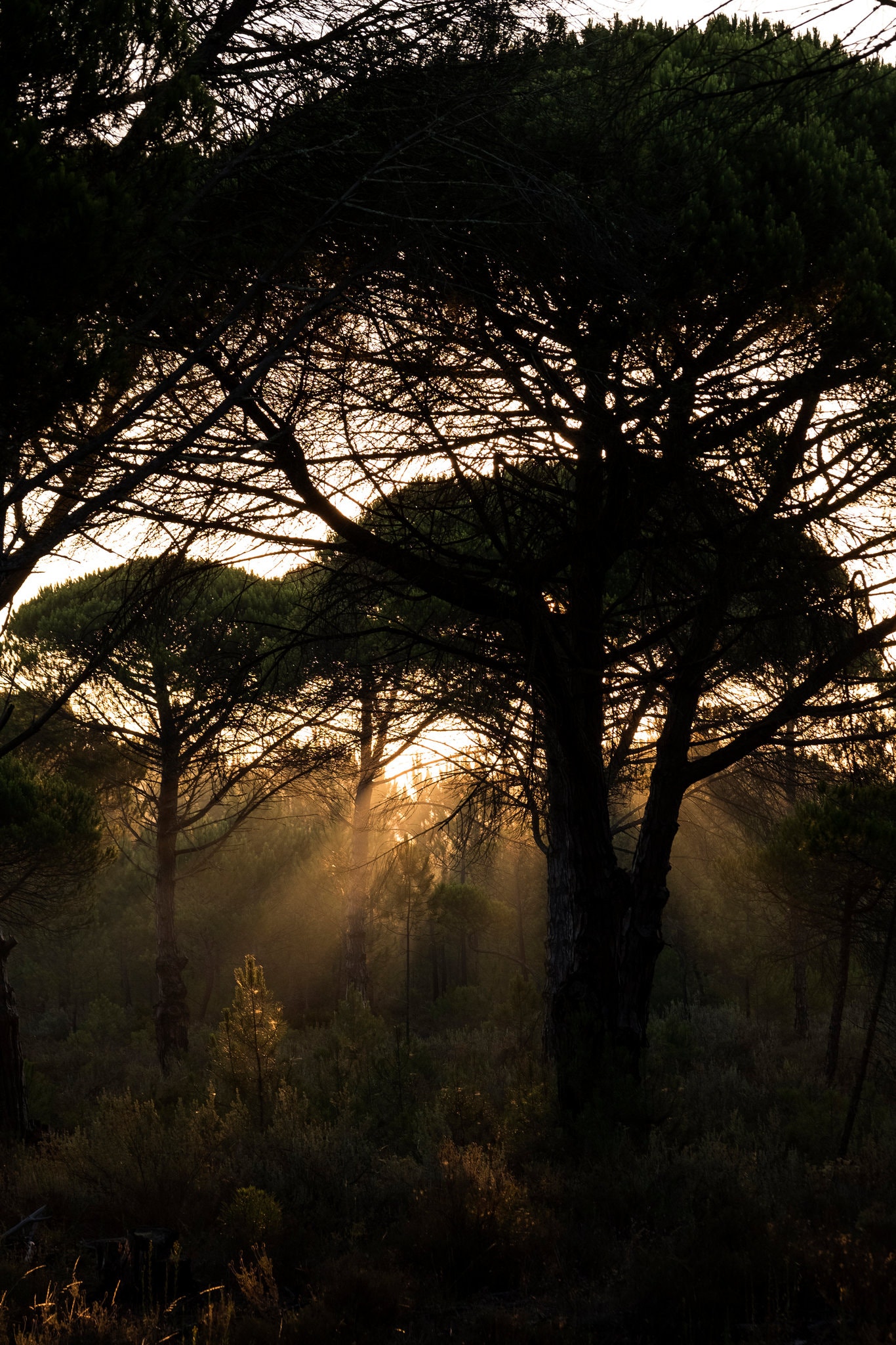 merlin_158862828_7d08e432-a1ea-4fce-bdc6-696e6742bf57-superJumbo