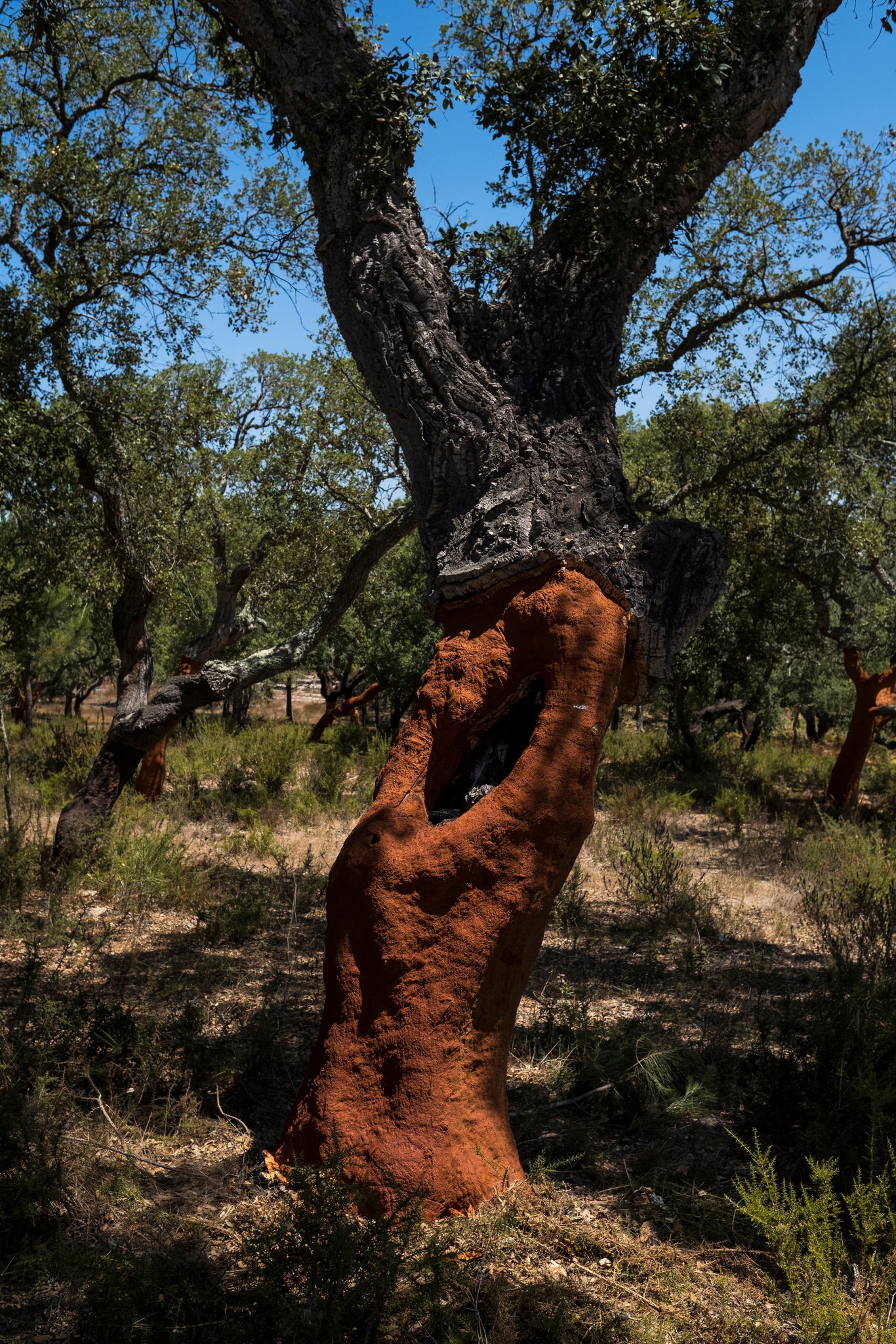 merlin_158862906_0a9e0541-e163-4188-beb8-2b0d54671bc7-superJumbo